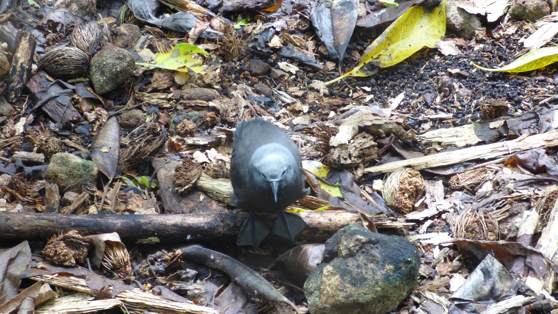 freiwilligenarbeit-seychellen-cousin-island-artenschutz-nils-birding-wildlife-natucate