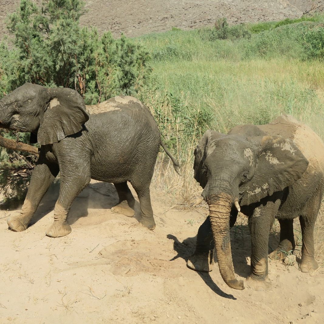 erfahrungsberichte-freiwilligenarbeit-namibia-elefantenschutz-lena-elefanten