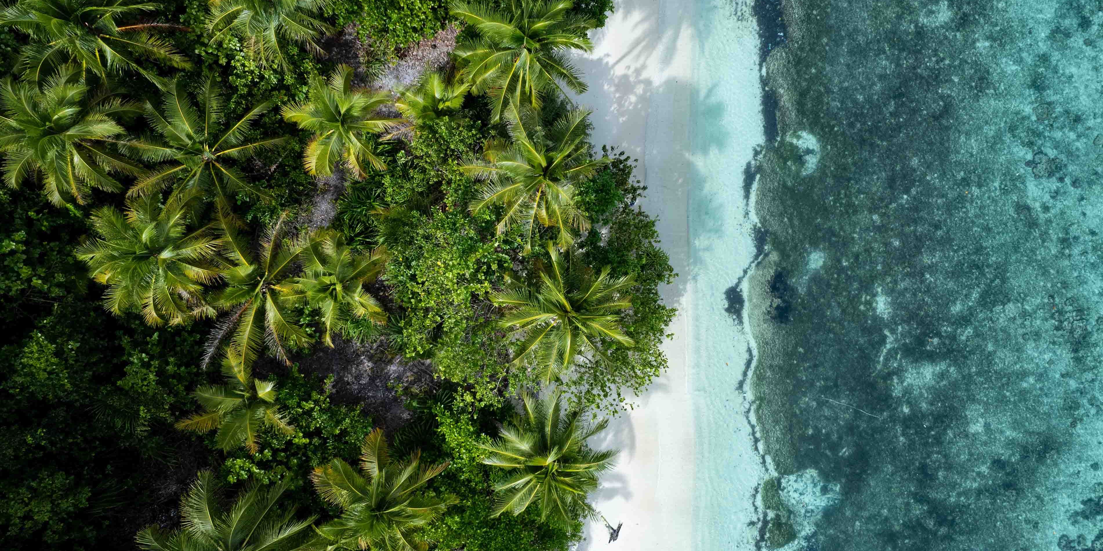 Eine Luftaufnahme, die mit einer Drohne gemacht wurde, zeigt links den Regenwald und recht das tropische Meer. Die beiden Bereiche durch einen schmalen, weißen Sandstrand verbunden.