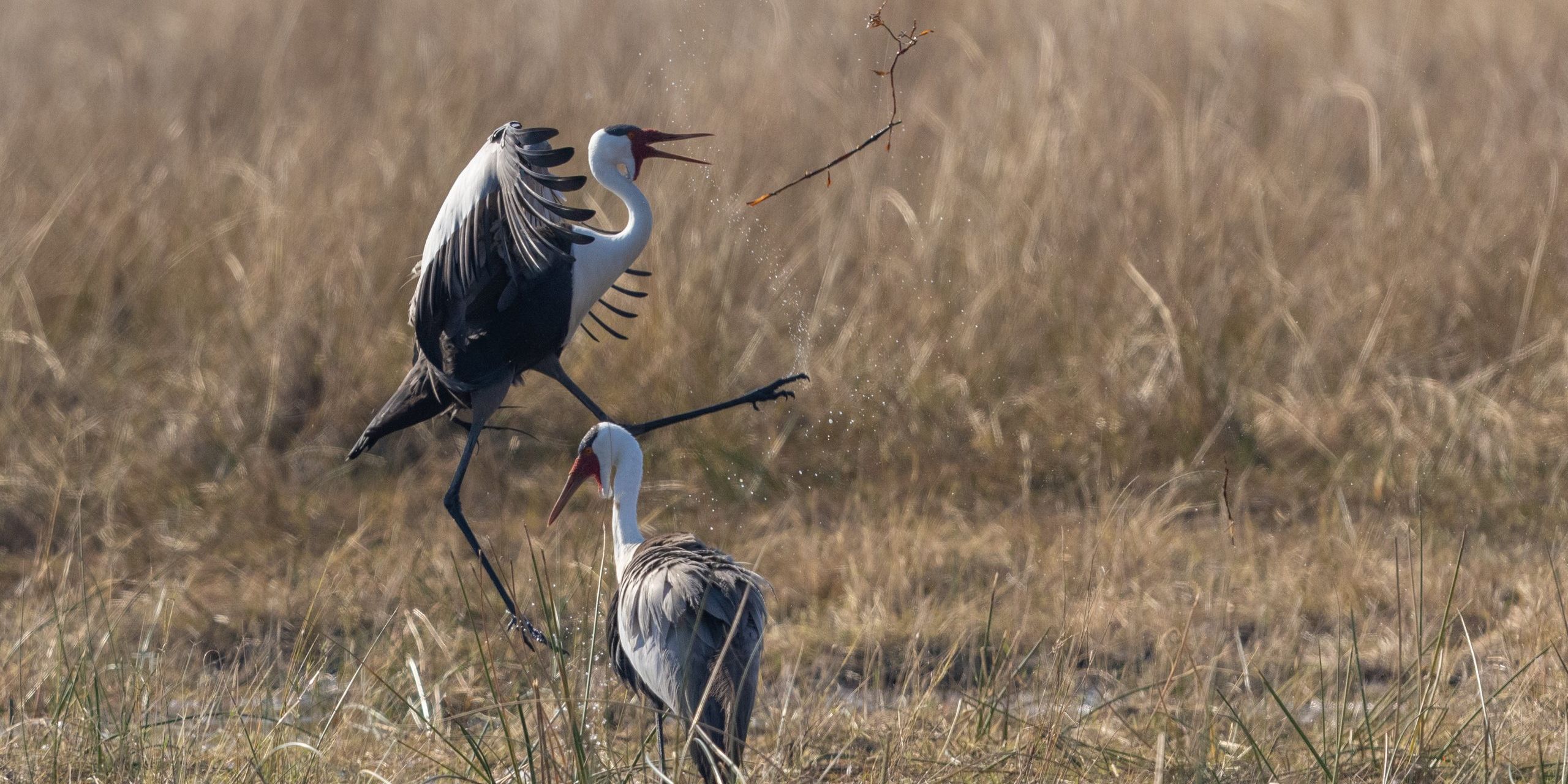 natucate-botswana-okavango-klunkerkraniche-balz-20