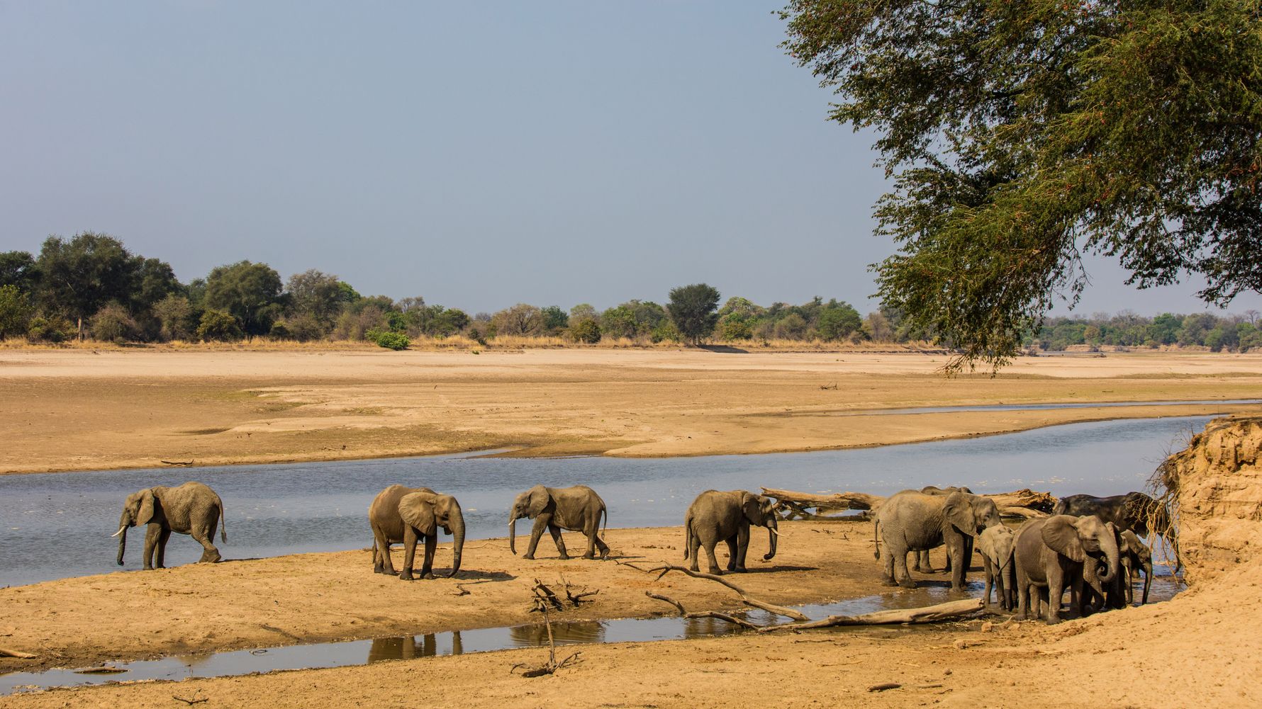 blog-ratgeber-sambia-luambe-nationalpark-elefanten-herde-natucate