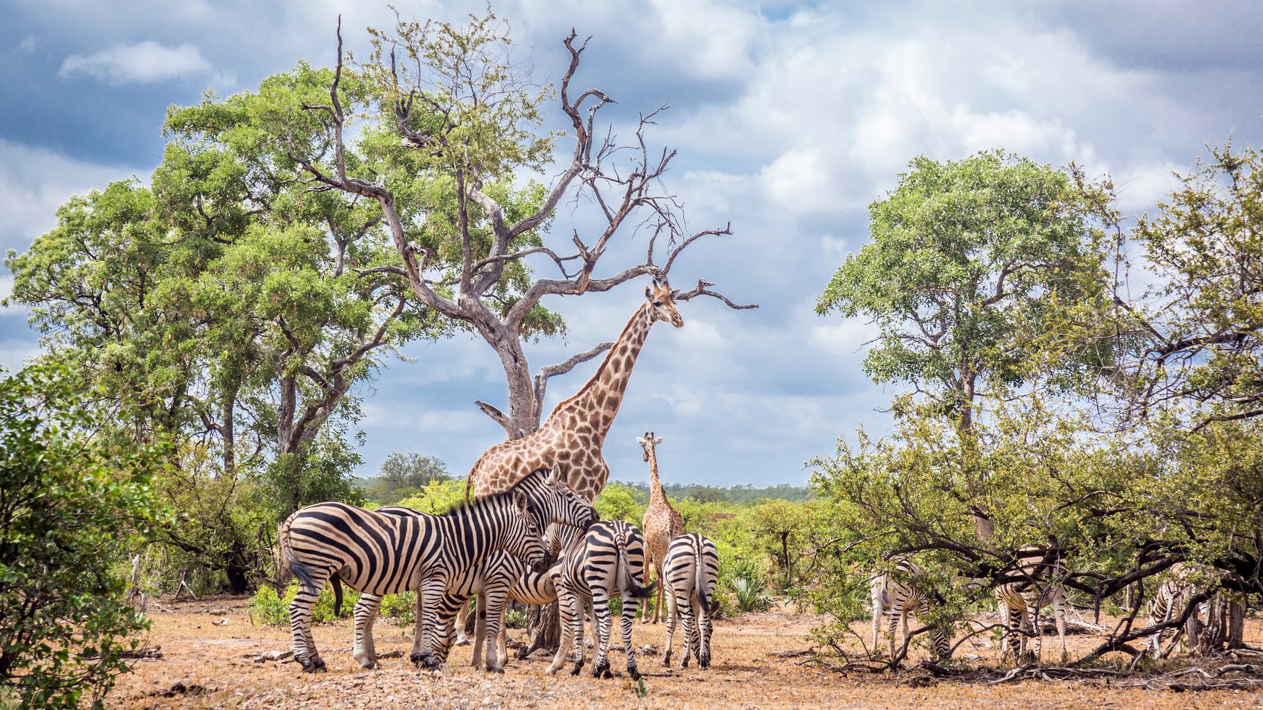 blog-ratgeber-suedafrika-limpopo-giraffe-natucate