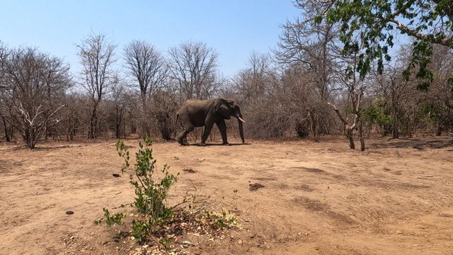 natucate-blog-erfahrungsberichte-malawi-theo-elefant
