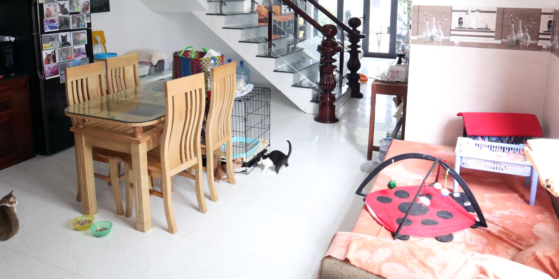 freiwilligenarbeit-vietnam-da-nang-tierschutz-wohnbereich-natucate