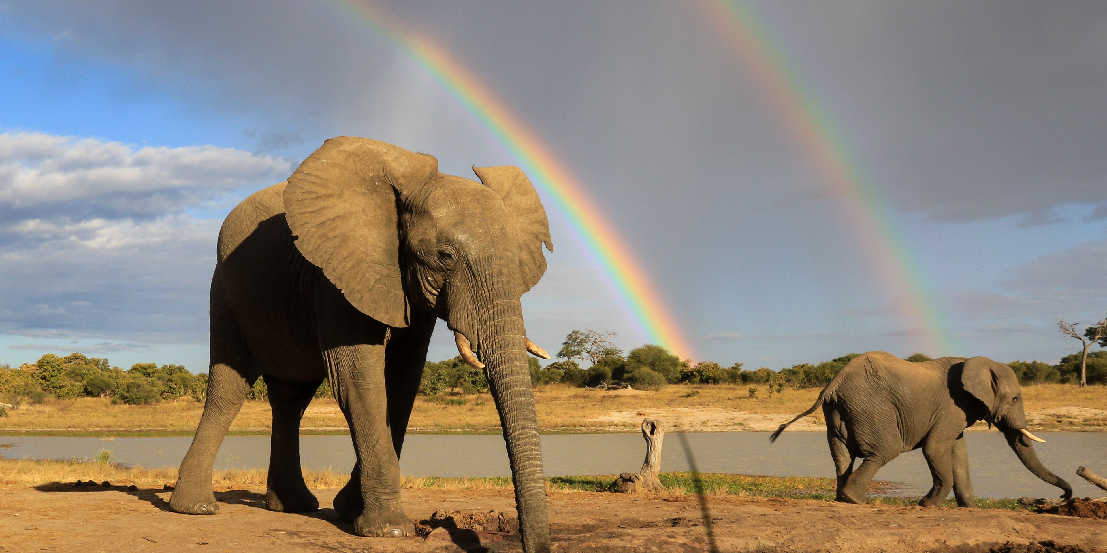 natucate-private-wilderness-experience-hwange-zimbabwe-elephant-rainbow