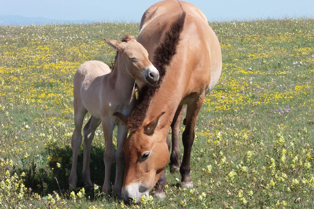 Ein Prezewalski Fohlen steht dicht an der Mutter-Stute auf einer Blumenwiese