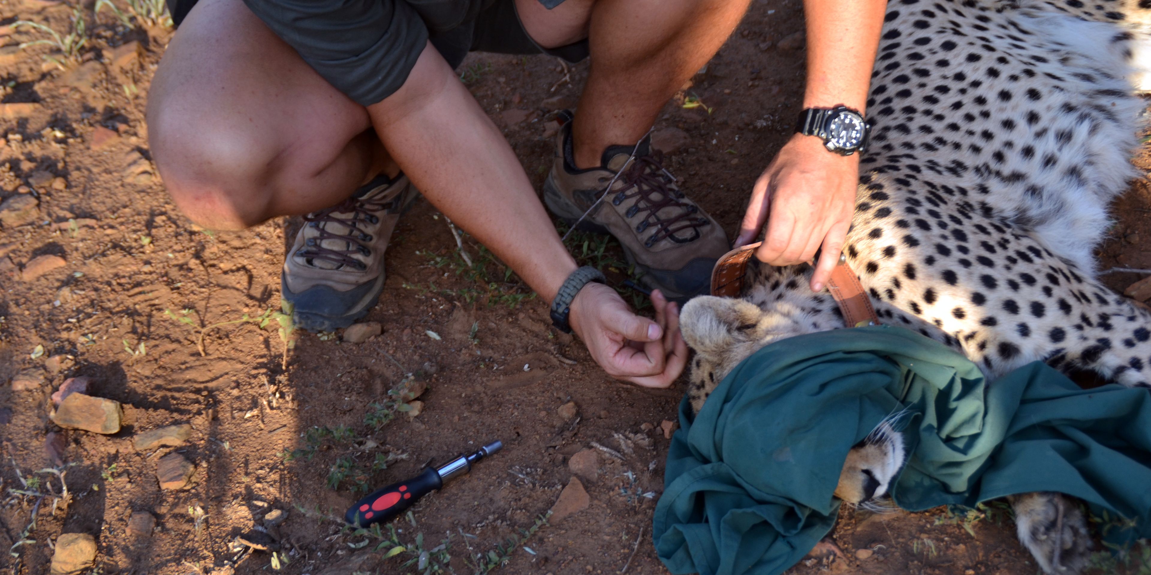 Ein Gepard in Suedafrika wurde von einem Artenschuetzer betaeubt und wird nun fuer die Umsiedelung in ein anderes Gebiet vorbereitet