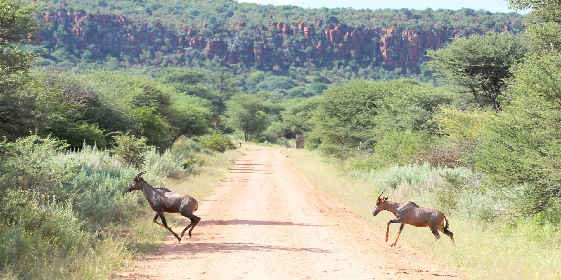 natucate-safari-namibia-waterberg-otjiwa-antelopes