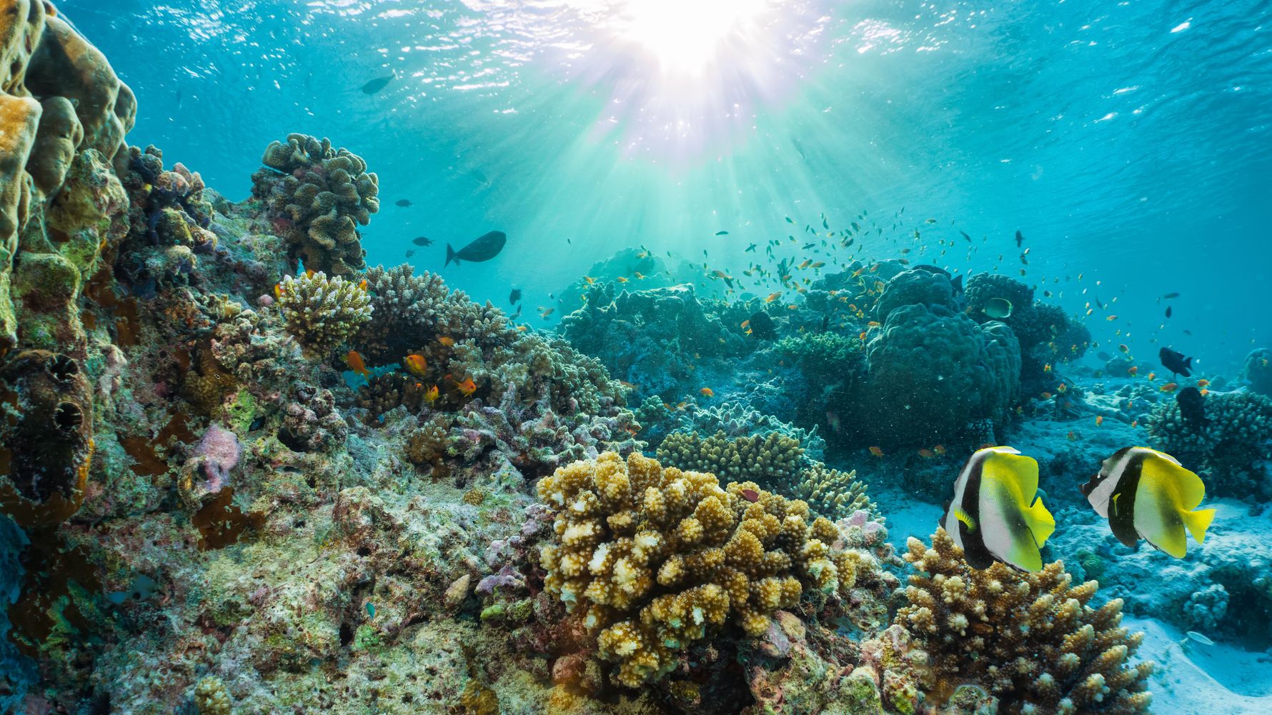 Marine life