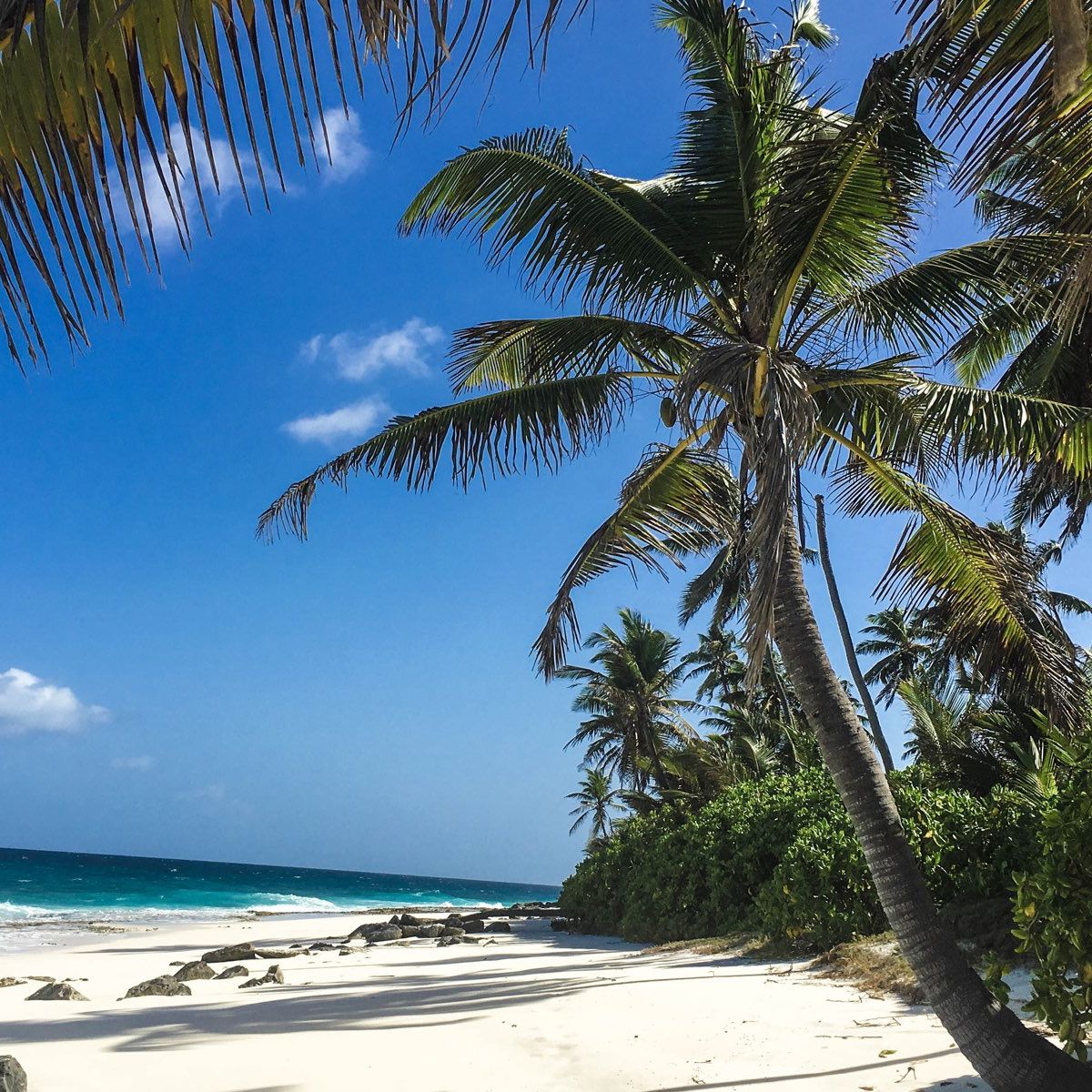 Volunteering auf den Seychellen: Blick auf den Ozean mit Palmen am Strand