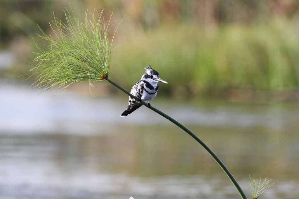 Vogelkunde in Suedafrika anhand eines Graufischer auf einer Pflanze am Ufer