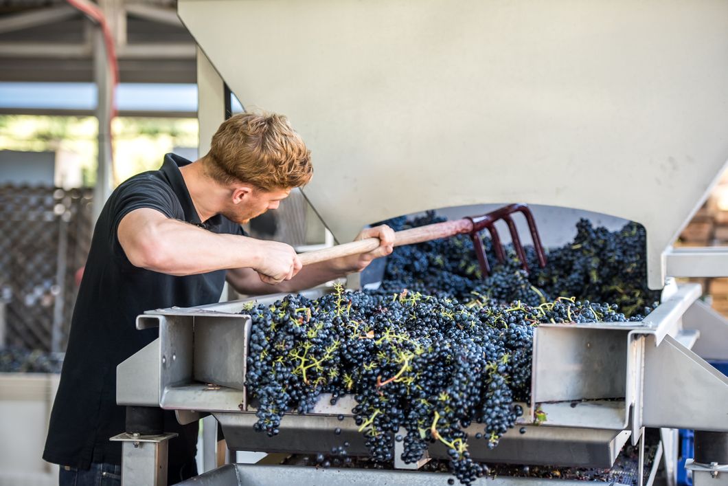 Winzerei-Praktikant auf einem Betrieb in den USA bei der Arbeit