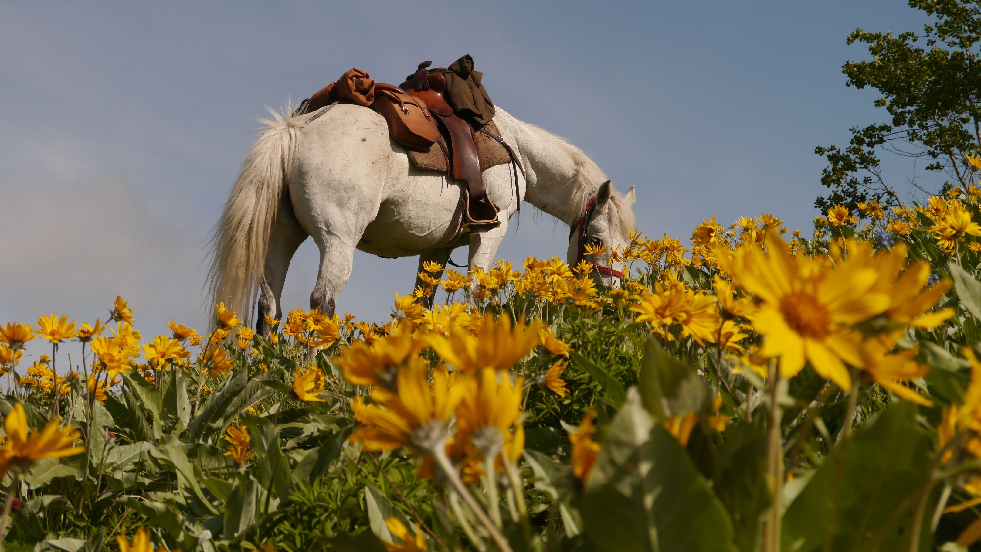 natur-und-rangerkurs-kanada-nordamerika-pferdeguide-guide-pferde-reiten-pferd-grasen-natucate