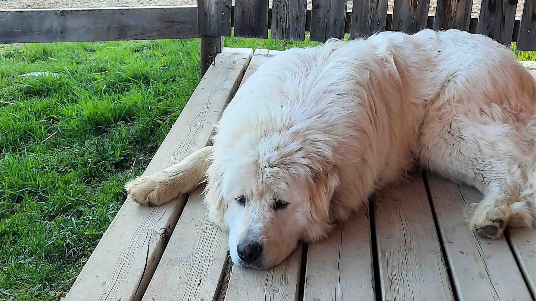 erfahrungsberichte-freiwilligenarbeit-kanada-pferdeschutz-lisa-natucate-schlafender-hofhund