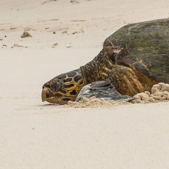 blog-erfahrungsberichte-seychellen-north-island-artenschutz-sandra-schildkroete-natucate