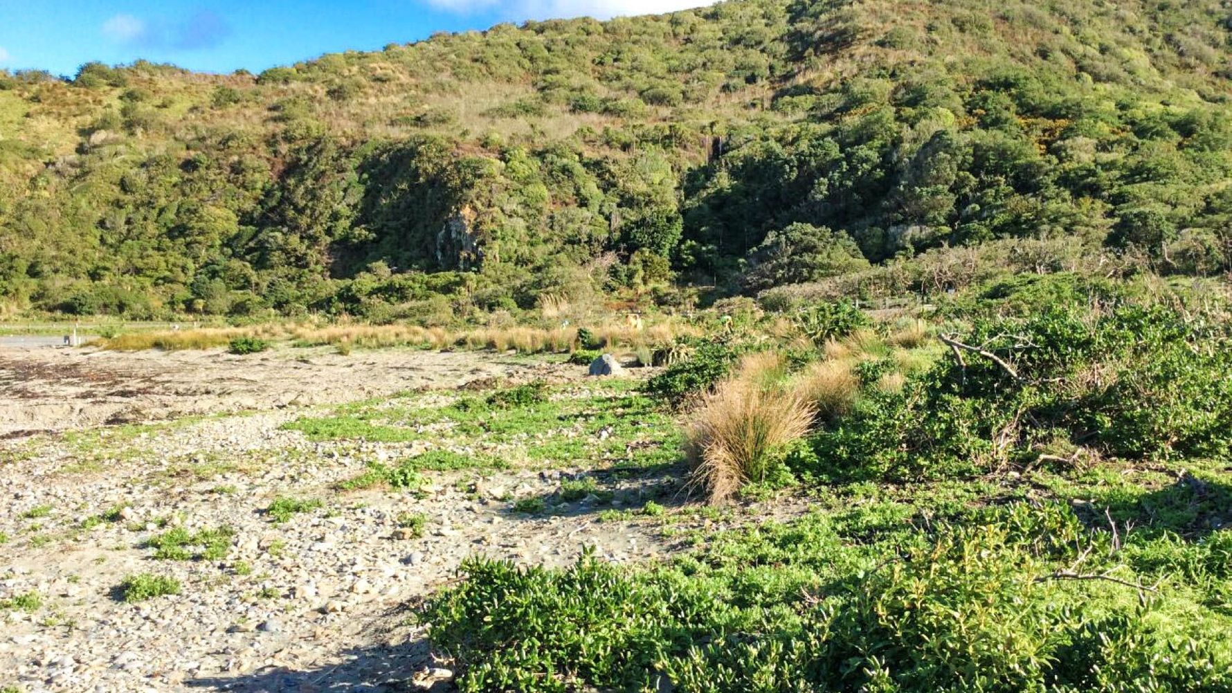 Naturschutz in Neuseeland: Eine Landschaftsaufnahme in Neuseeland