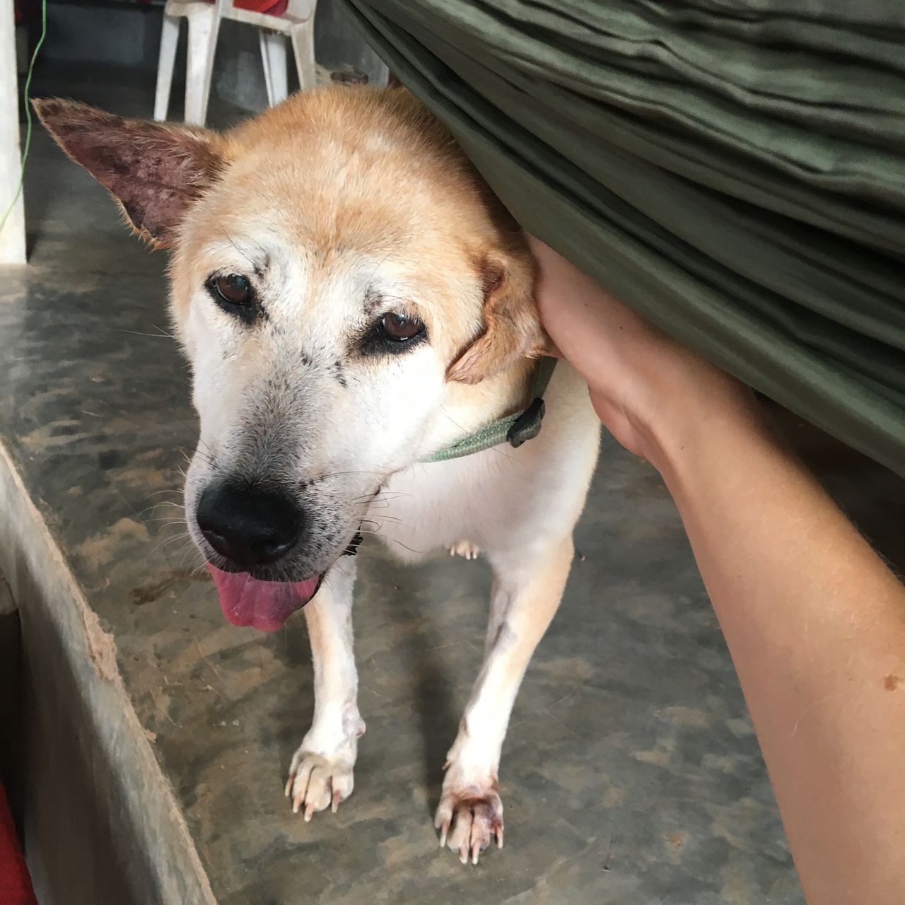 Tierschutz: Ein Volunteer kuemmert sich um einen Hund