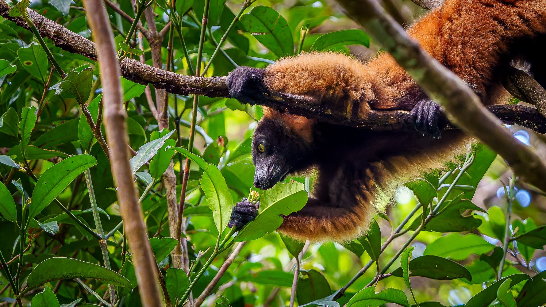 natucate-blog-wissen-madagaskar-rotstirnmaki-riechen-baum