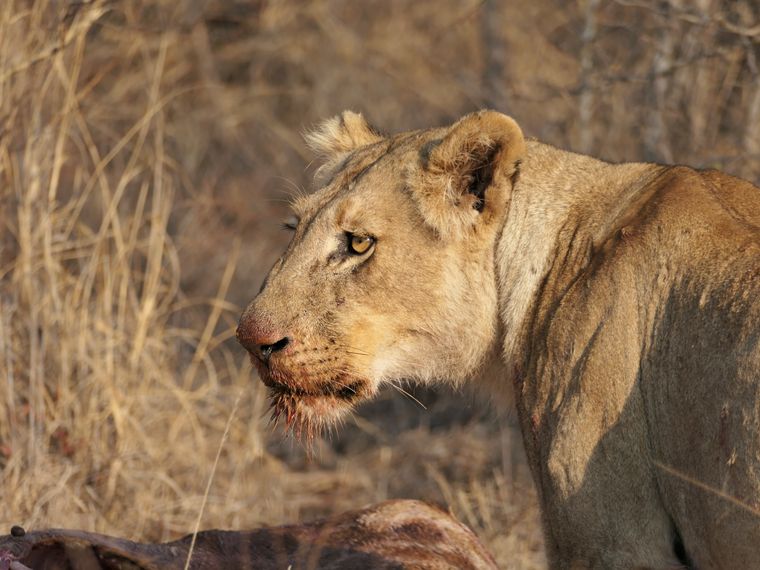 natucate-blog-review-siyafunda-clara-lion