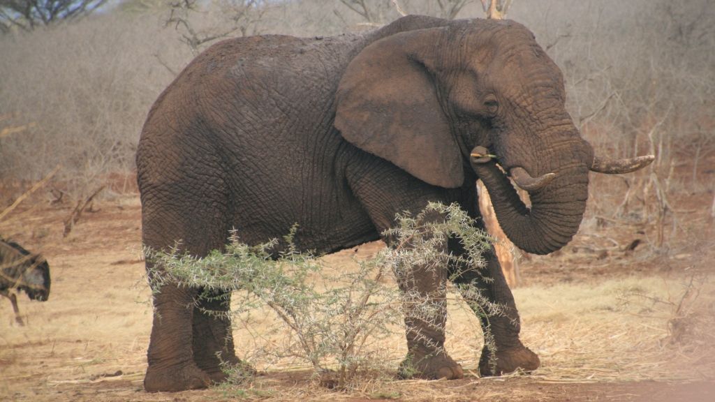 erfahrungsbericht-suedafrika-kundenfotos-sabbatjahr-elefant-natucate