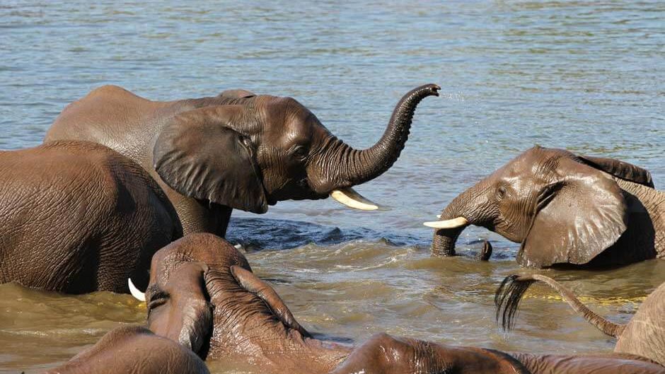 unterschied-asiatischer-afrikanischer-elefant