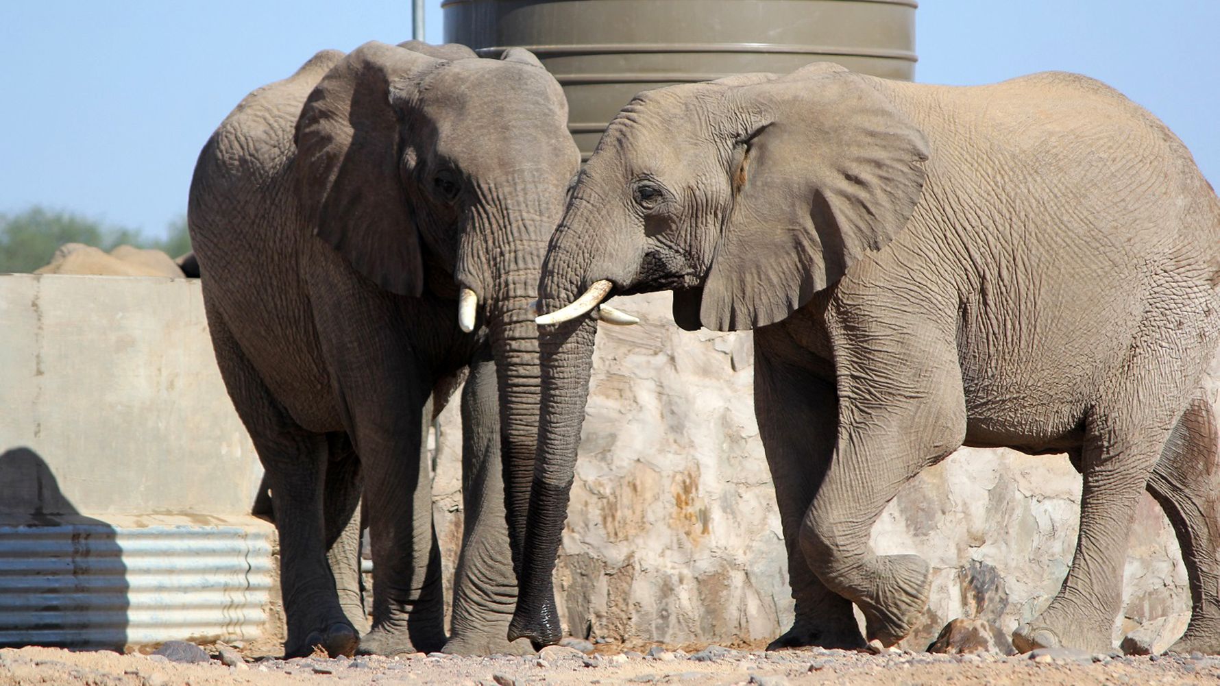 Ein von Menschen geschaffener Brunnen dient den Elefanten als wichtige Wasserquelle