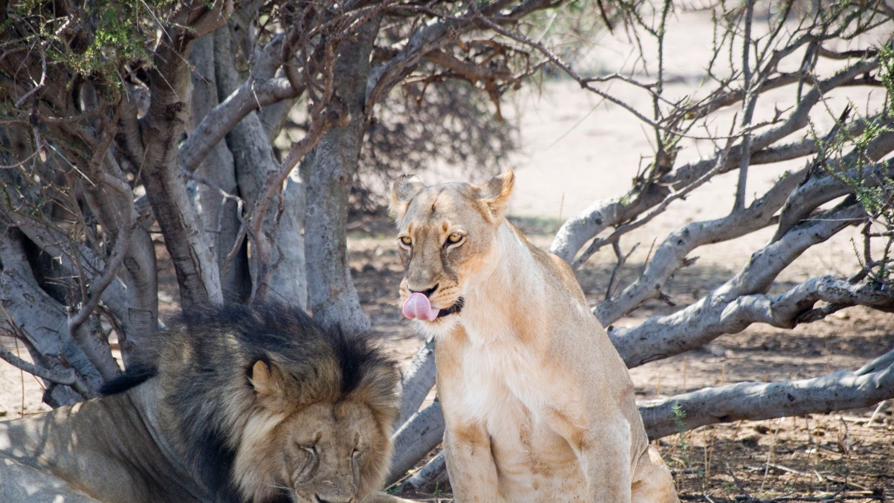 erfahrungsberichte-suedliches-afrika-pfg-rangerausbildung-kundenfotos-loewen-natucate