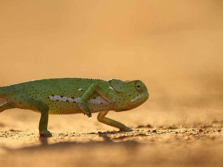 blog-sabbatjahr-chef-ueberzeugen-chamaeleon-natucate