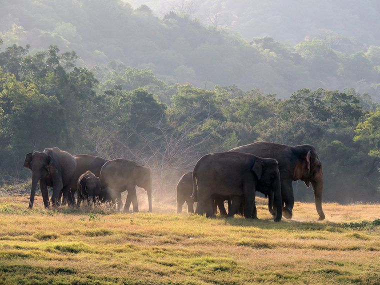 erfahrungsberichte-freiwilligenarbeit-sri-lanka-artenschutz-thomas-elefanten-herde-natucate