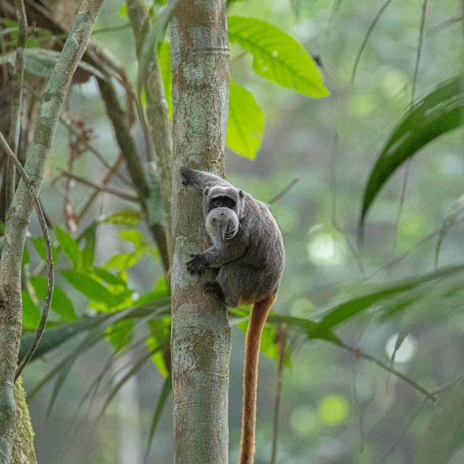 erfahrungsberichte-auslandspraktikum-sinnenswahrnehmung-peru-aida-primat-affe