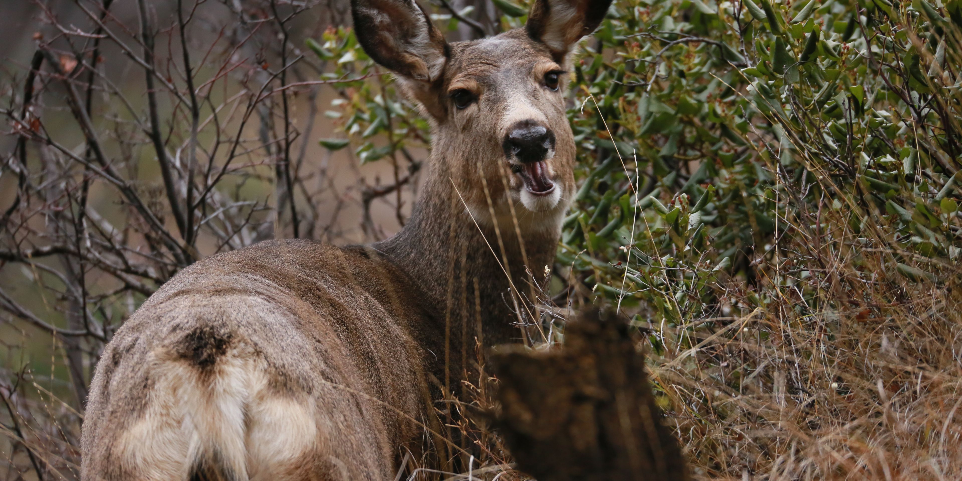 Beobachtung der kanadischen Wildtiere im Rahmen eines Naturkurses in der Rangerausbildung