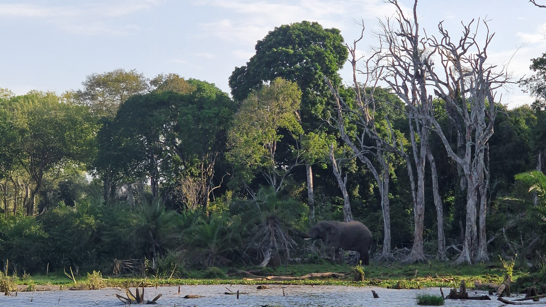 Elefant am Wasser