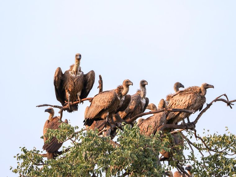 geier-savanne-muellentsorgung-gruppe-natucate