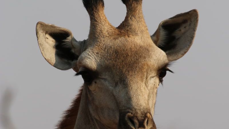 erfahrungsbericht-zimbabwe-rangerausbildung-kundenfotos-giraffe-natucate