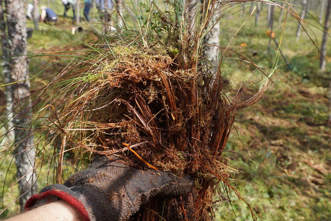 Volunteer in Estland haelt herausgerupfte invasive Vegetation in die Kamera