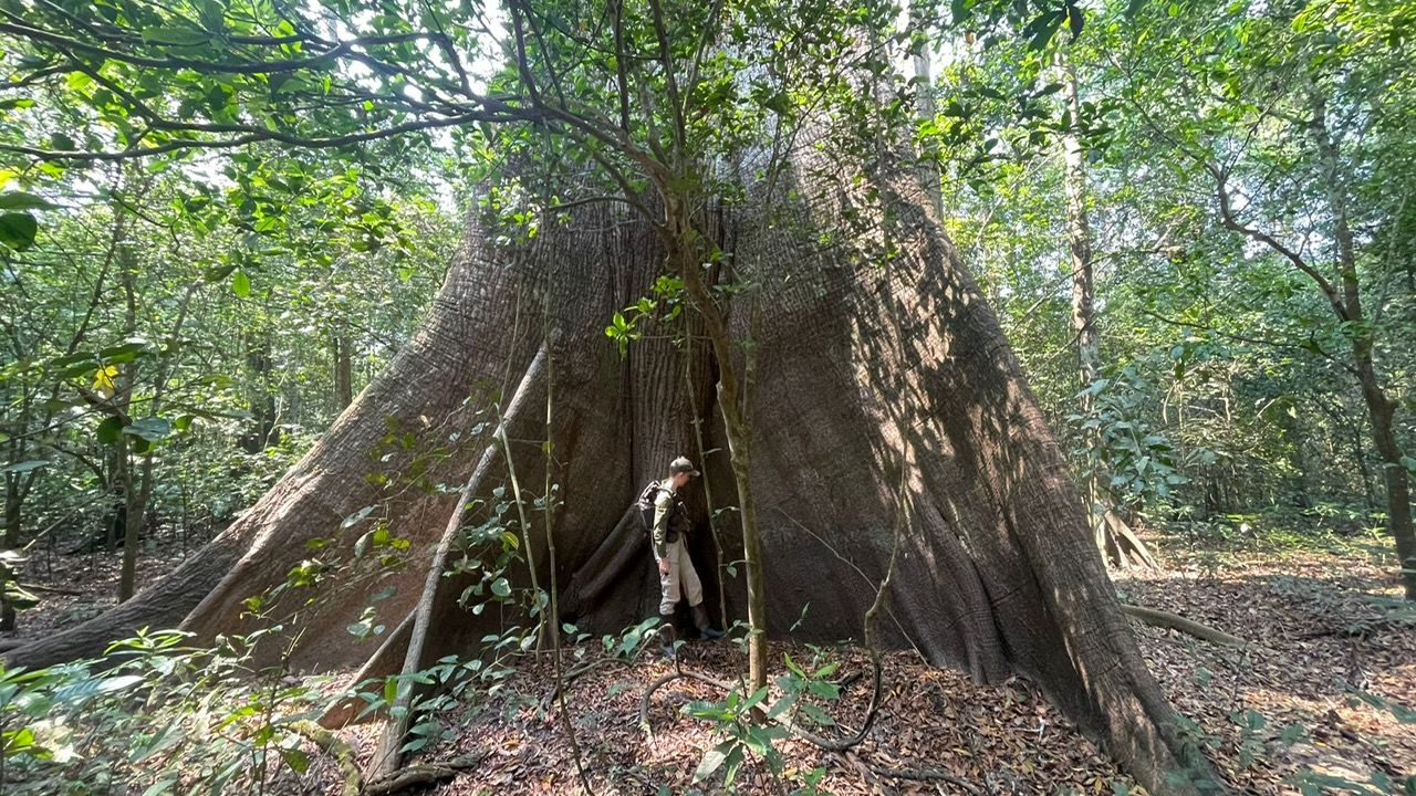 natucate-freiwilligenprojekt-peru-review-emma-regenwald-baum