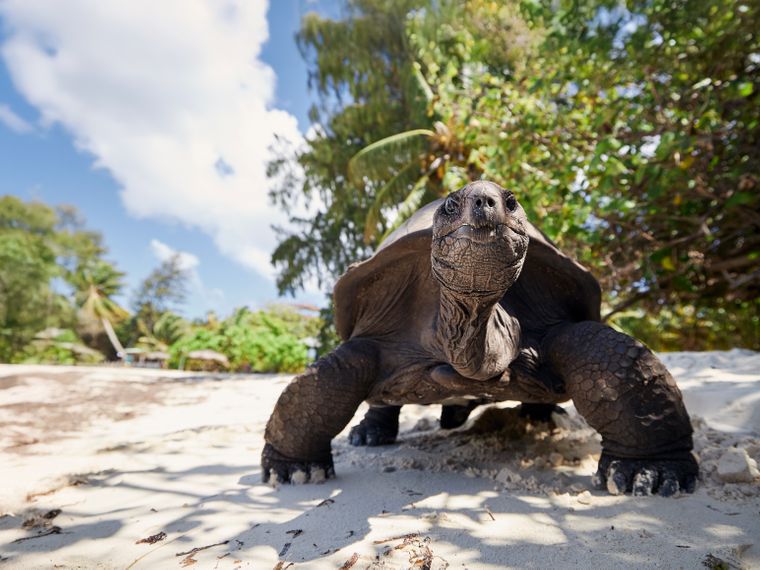 natucate-ecuador-galapagos-turtle-hesader