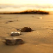 erfahrungsbericht-usa-florida-wildlife-tierschutz-strand-natucate