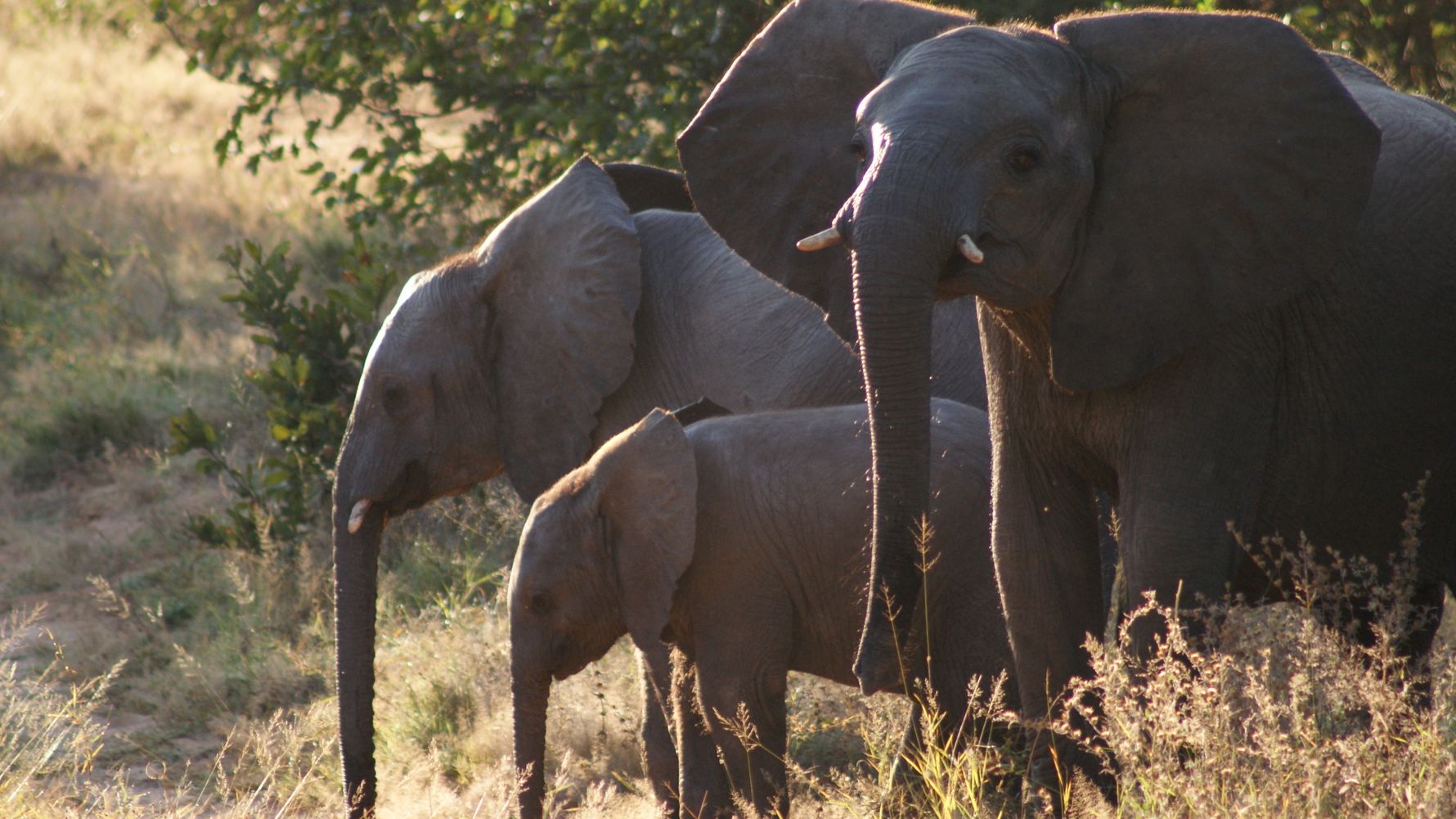 Herd of elephants