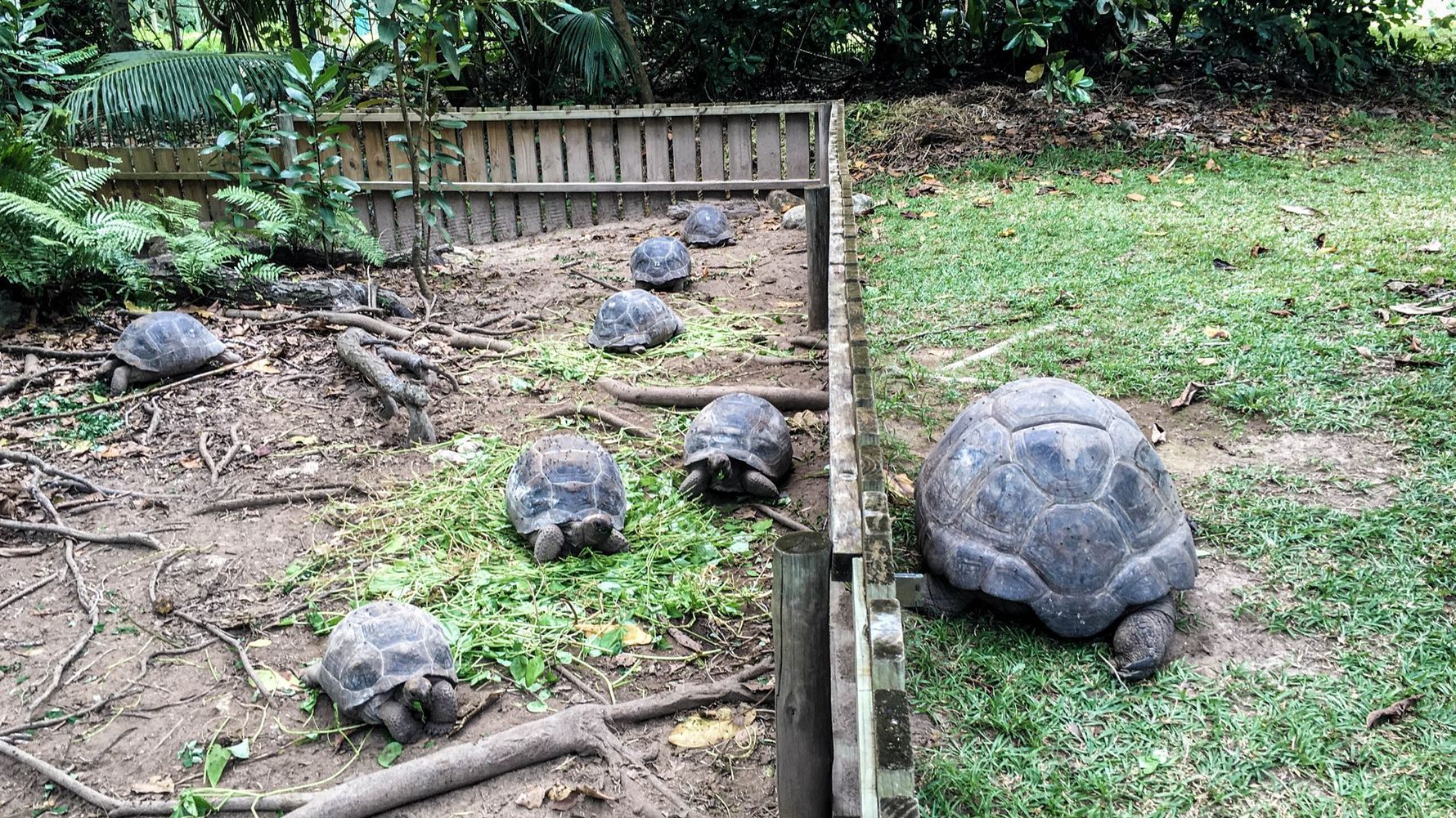 Artenschutz: Eine auf den Seychellen lebende Landschildkroete