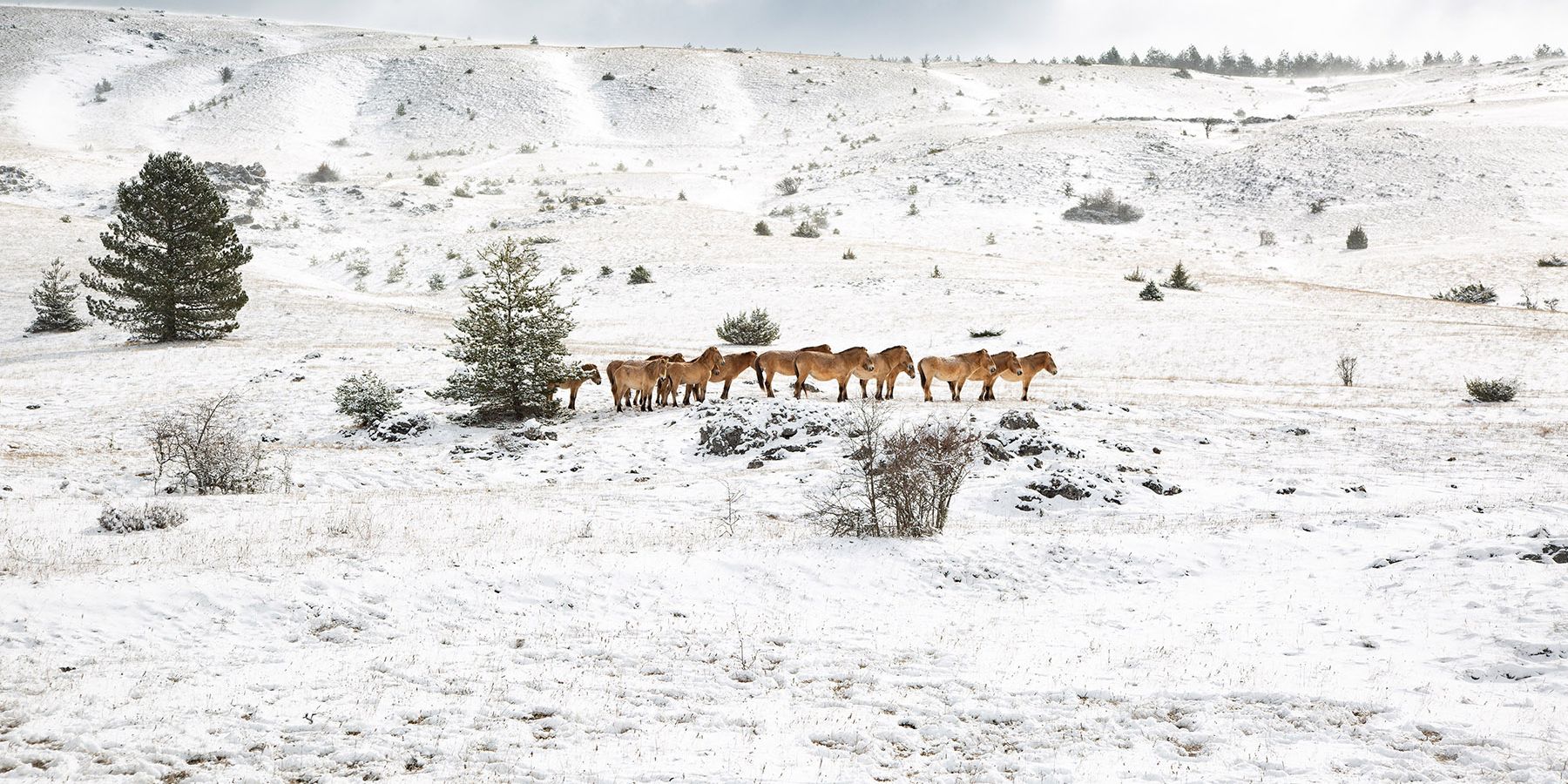 Eine Przewalski-Herde in einer weißen Schneelandschaft