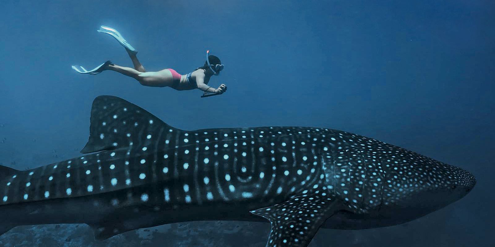 natucate-philosophie-malediven-walhai-unterwasser