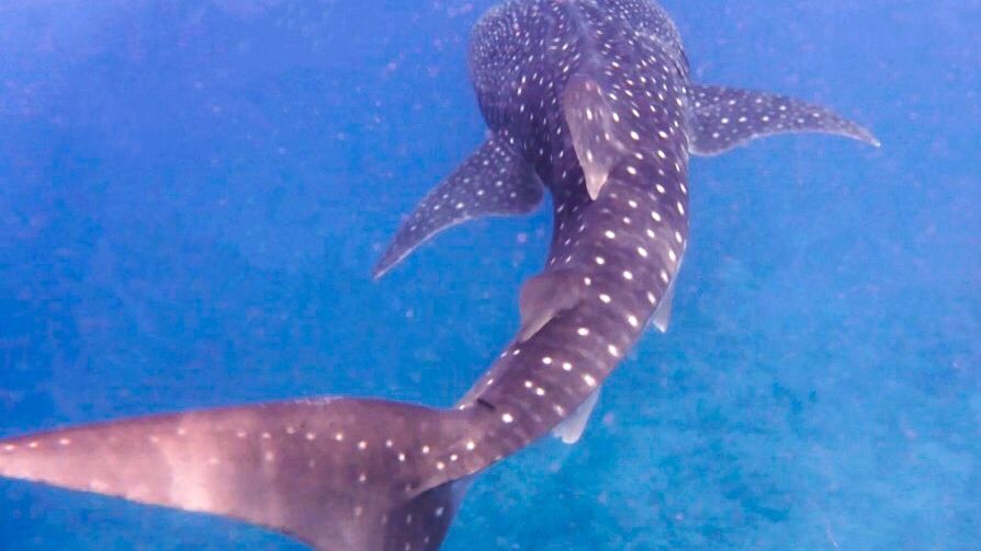 erfahrungsbericht-freiwilligenarbeit-malediven-walhaischutz-walhai-annekathrin-natucate