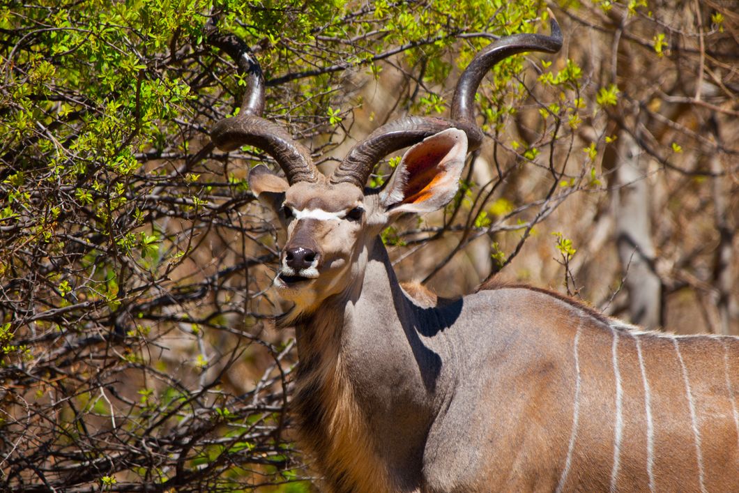safari-expedition-botswana-setari-khwai-antelope