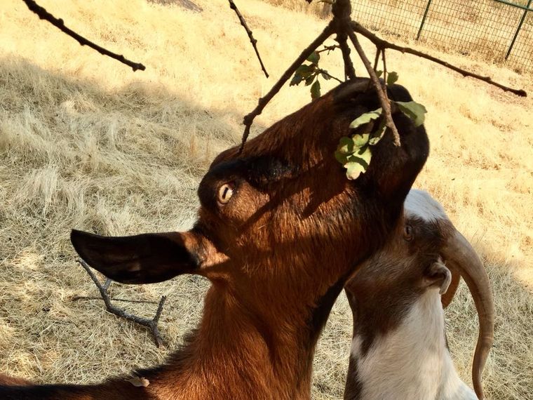 freiwilligenarbeit-usa-kalifornien-erfahrungsbericht-tierschutz-ziegen-natucate