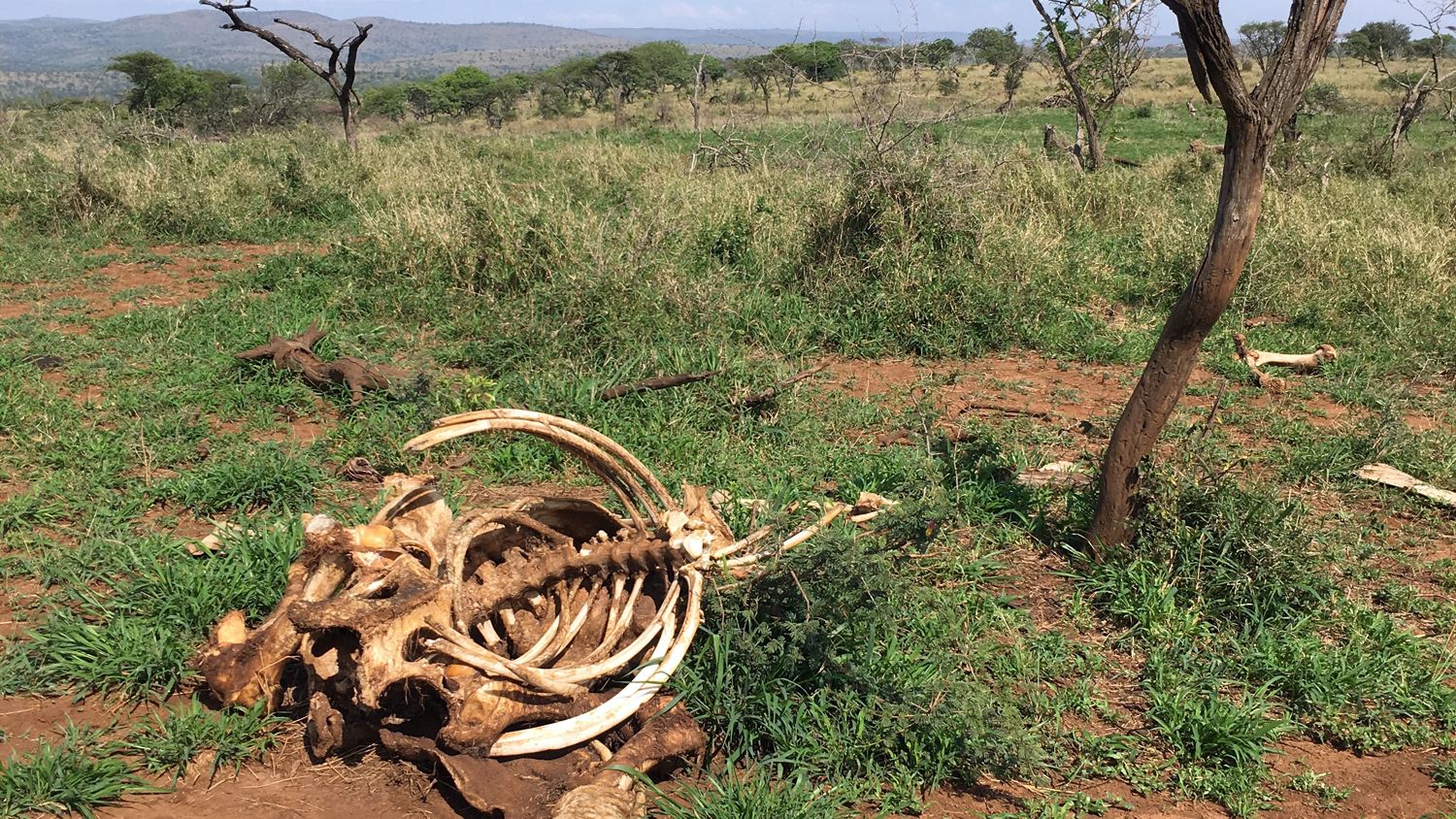 erfahrungsbericht-freiwilligenarbeit-suedafrika-zululand-artnschutz-melanie-tierskelett-natucate