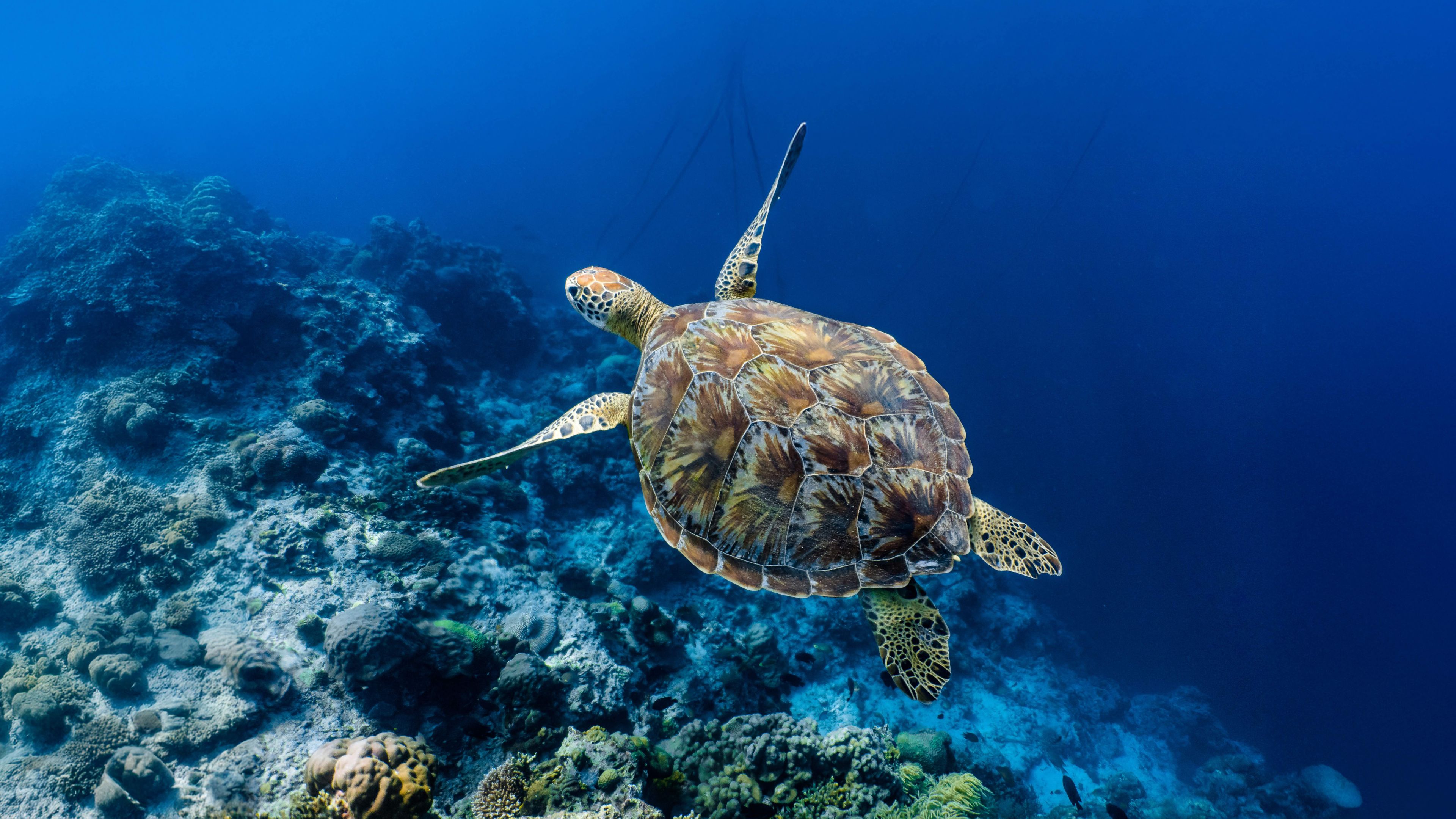 landingpage-marine-conservation-volunteering-header