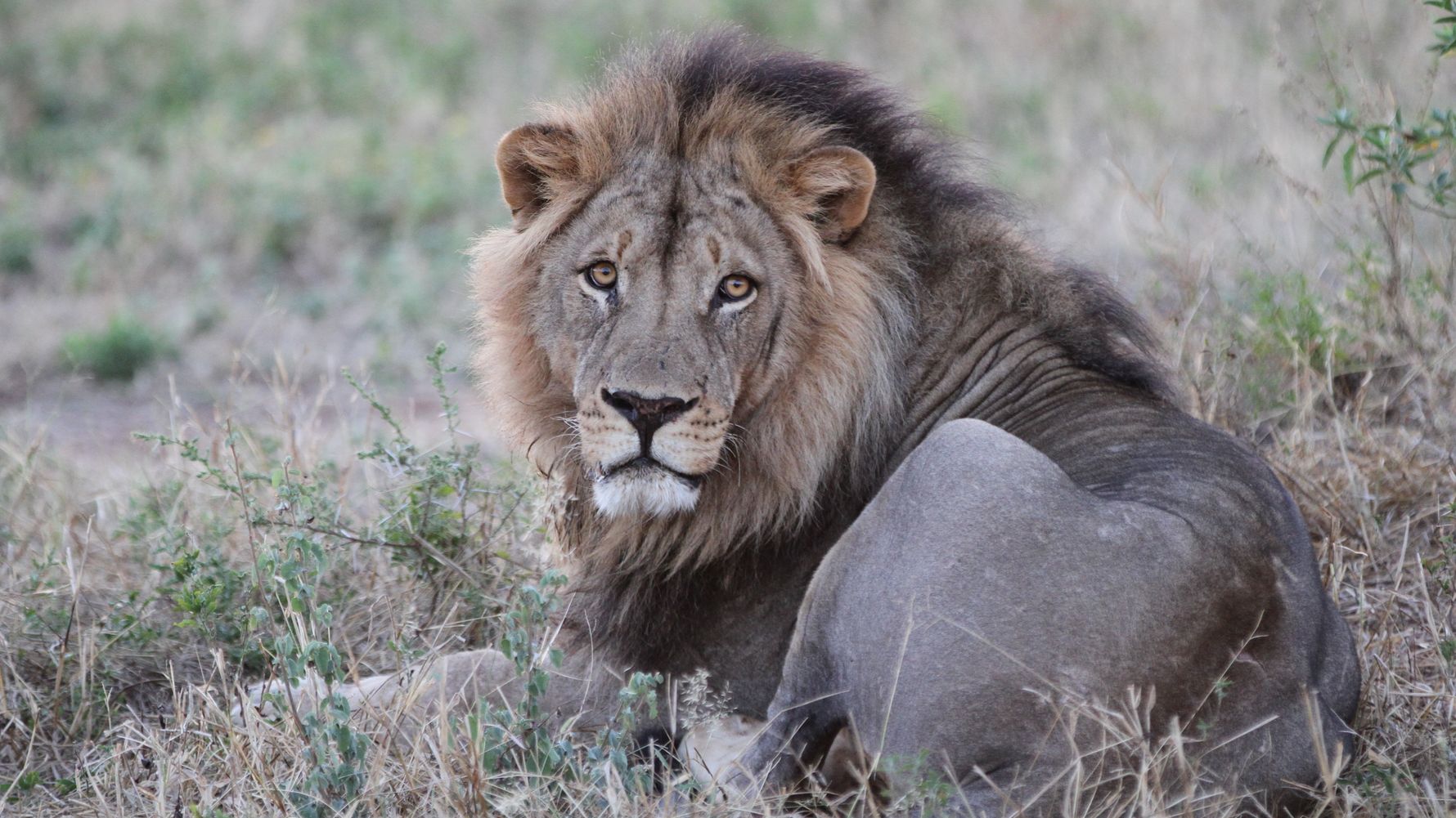 erfahrungsberichte-suedliches-afrika-pfg-rangerausbildung-kundenfotos-loewe-natucate