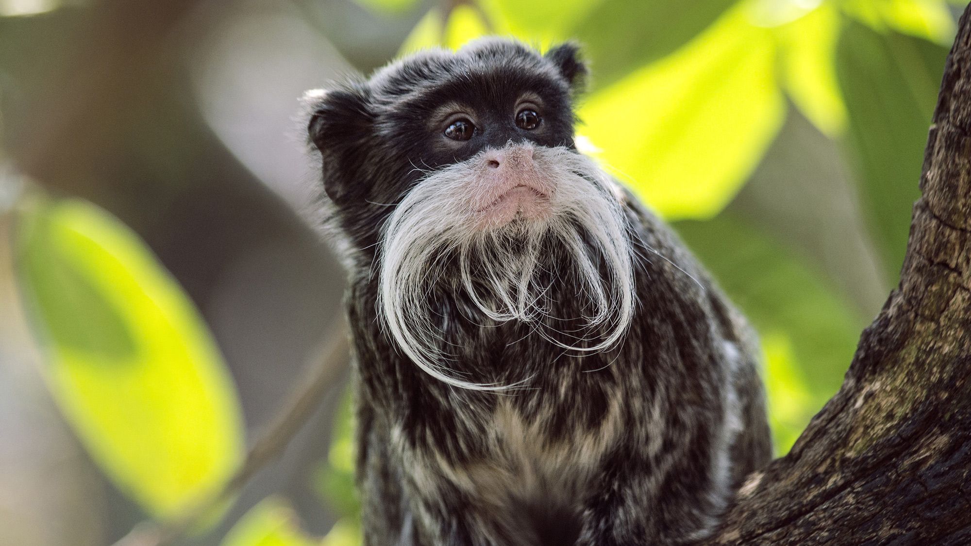 kurs-peru-primatenverhalten-und-wildtierbiologie-emperor-tamarin-in-tree-forschung-natucate