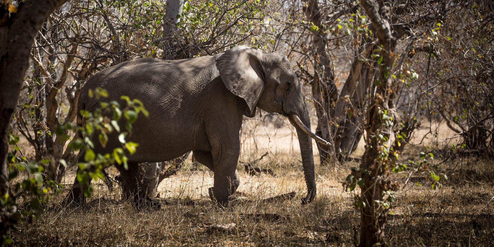 landingpage-conservation-safaris-botswana-elefant-natucate